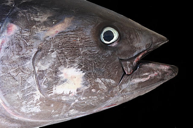 Stop alle pesca di tonno rosso: <br> esaurita la quota annuale