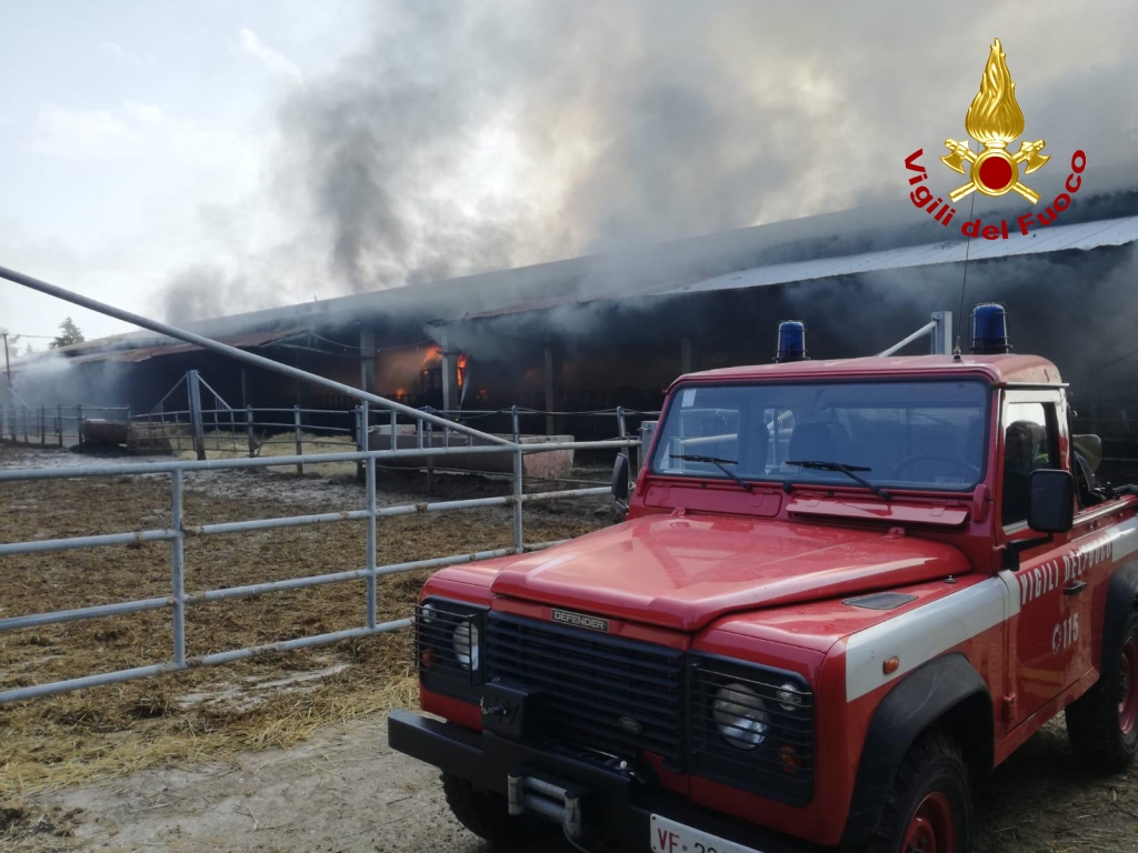 Capannone a fuoco, i pompieri <br> salvano 200 mucche <span> (Le foto)