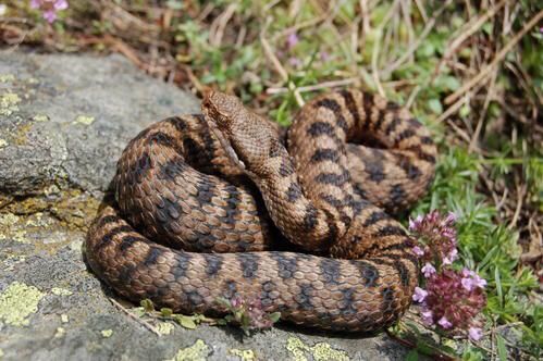 Morso da una vipera mentre era in campagna: trasferito a Torrette con l’eliambulanza