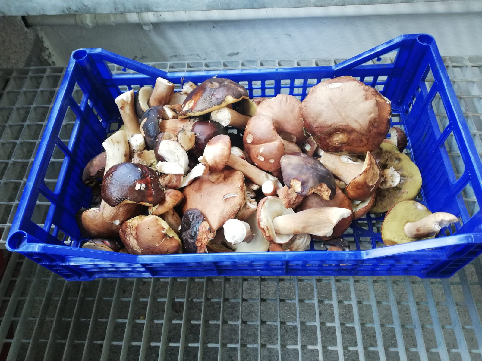 Funghi, raccolta boom nel Piceno: <br> è la “vendemmia dei porcini”