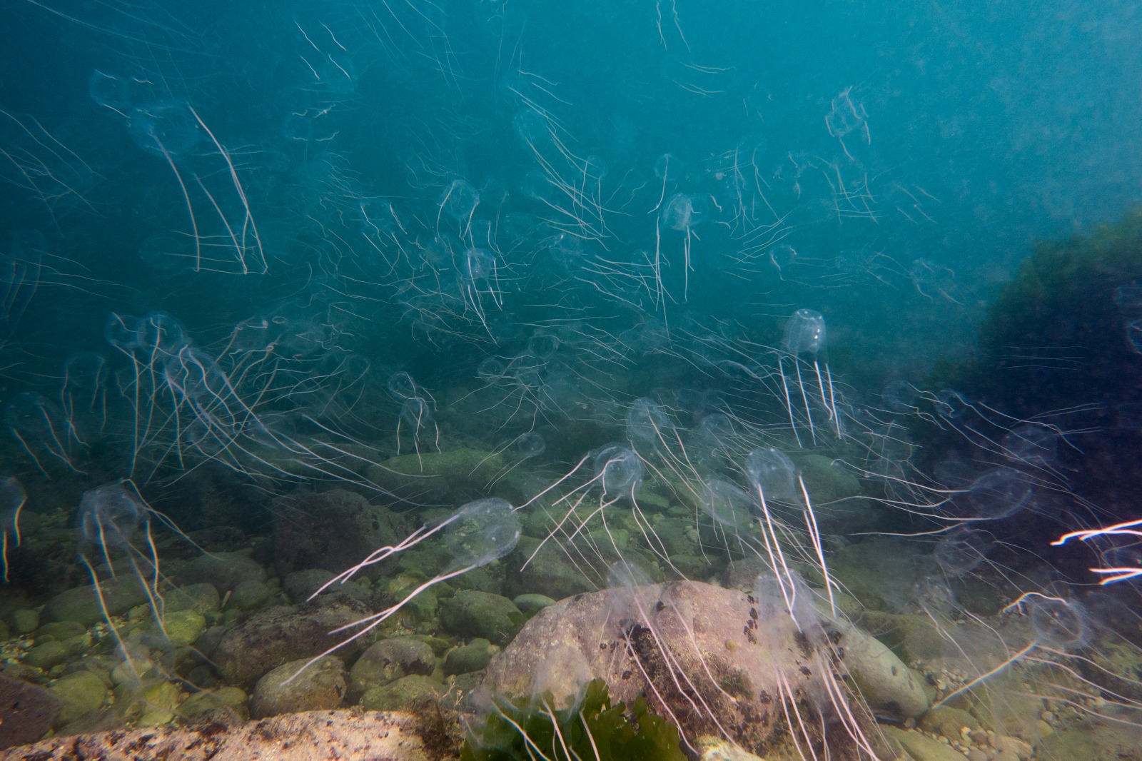 L’invasione delle cubomeduse <br> nel mare Adriatico