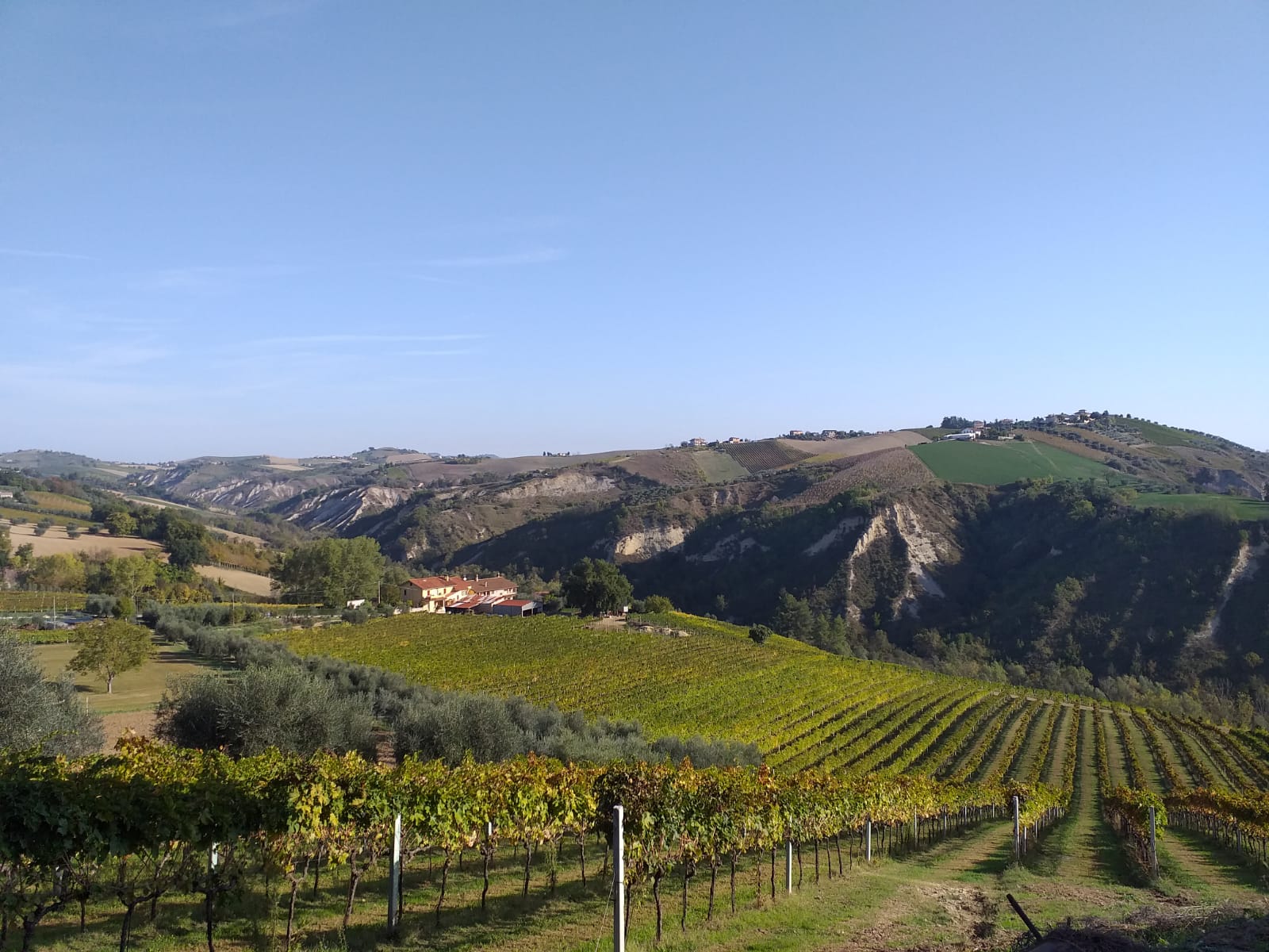 Vendemmia 2019: «Prodotti sani <br> e con la giusta maturazione, <br> Passerina da record»
