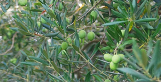 La Dop ascolana al centro di una “tornata” dell’Accademia Nazionale dell’Olivo e dell’Olio 