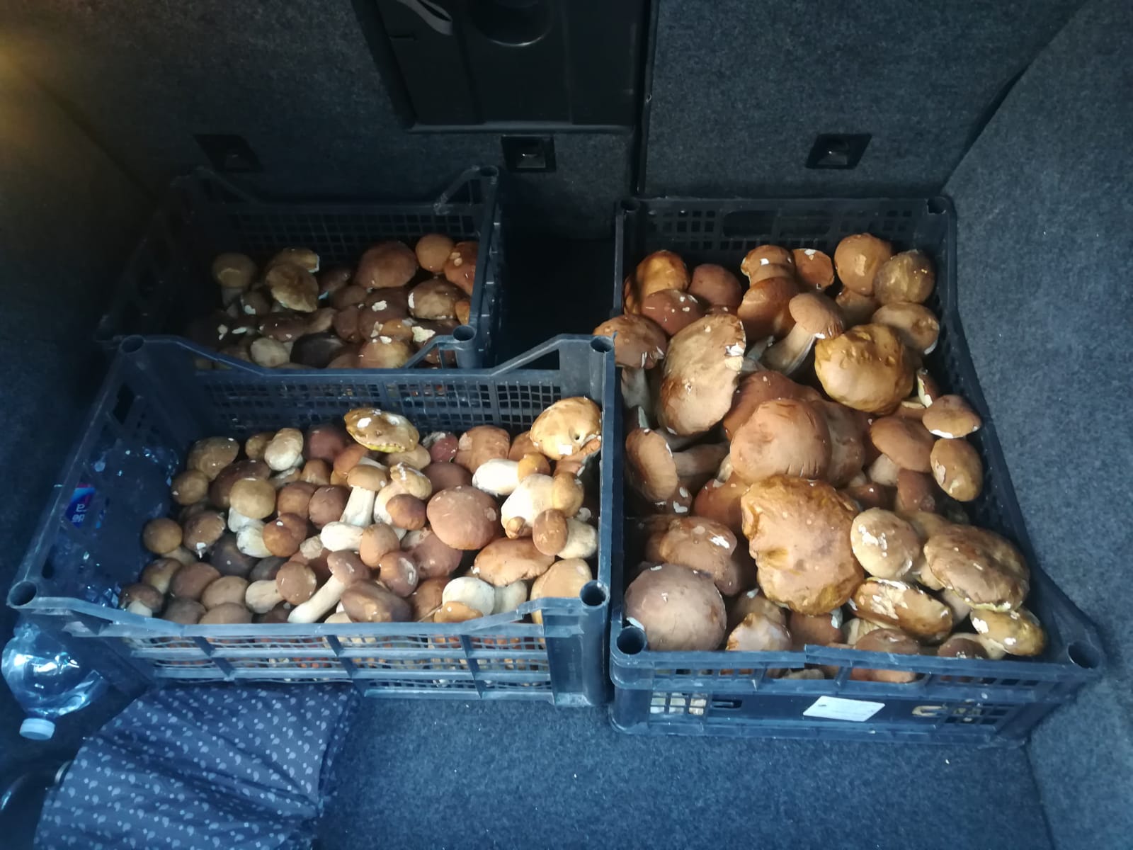 Intossicazioni da funghi, <br> regna l’improvvisazione ma basta <br> rivolgersi all’Ispettorato micologico
