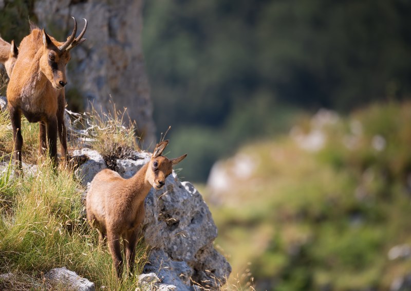 Foreste e camosci <br> dei Monti Sibillini, <br> doppia “vetrina” su due regioni