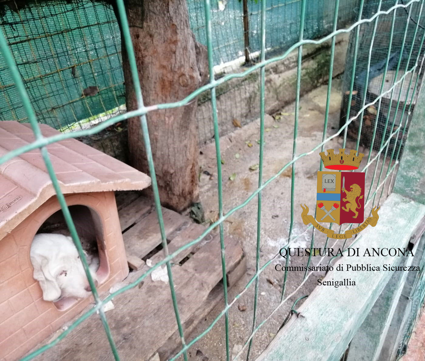 Cani rinchiusi tra gli escrementi <br> e con collari ad impulso elettrico