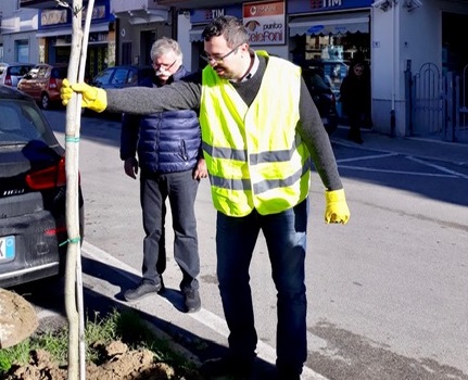 Automobilista abbatte un albero, <br> il consigliere Muzi <br> ne ripianta uno nuovo