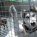 Due nuove volontarie per il canile comprensoriale: passione, competenze e cuore al servizio dei cani di Querciaferrata