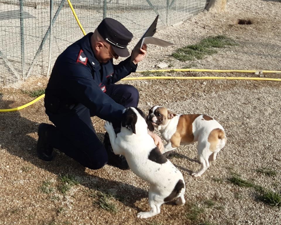 Cuccioli cercano casa: salvati dai Forestali, <br> saranno venduti all’asta <span> (Video)