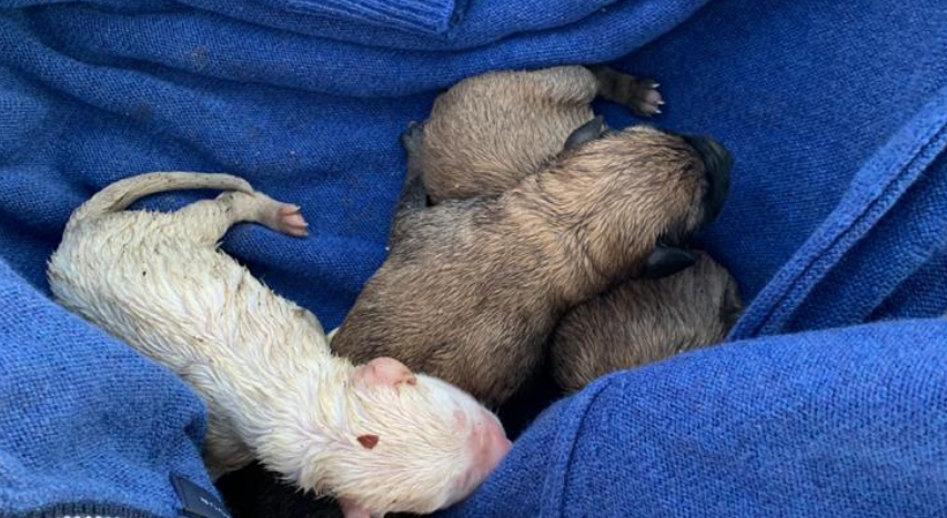 Va a buttare la spazzatura, <br> trova tre cuccioli nel bidone <br> <span> (Video) </span>