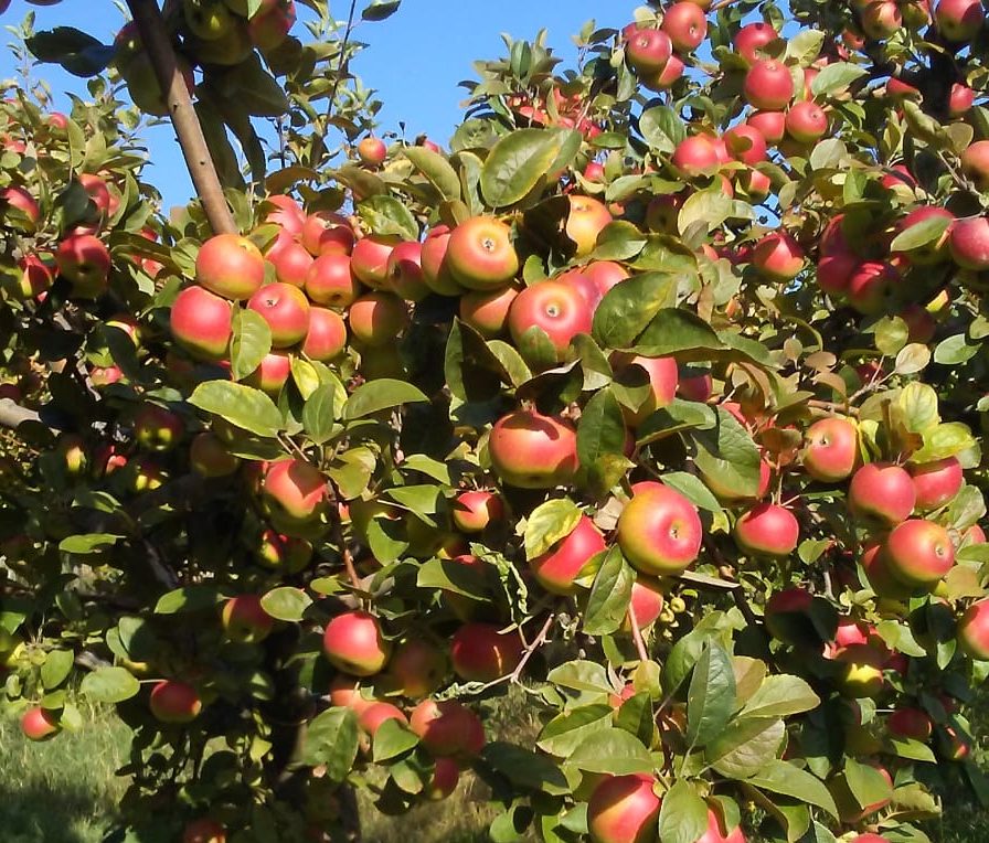 A Montedinove è tempo di mela rosa: torna la tradizionale festa