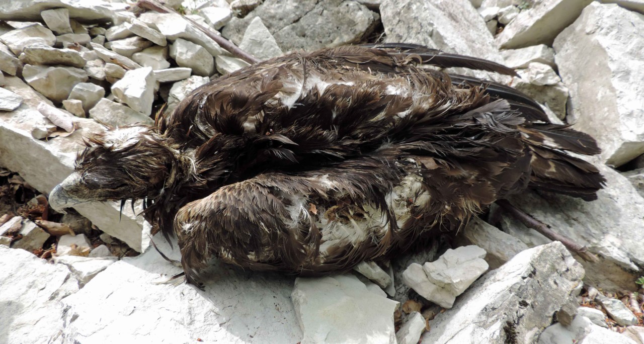 Aquila reale uccisa a fucilate, <br> choc nel Parco dei Sibillini