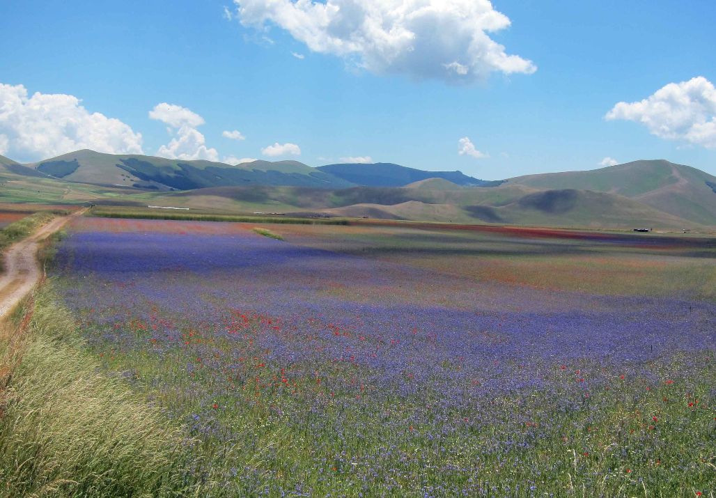 Parco dei Sibillini, Bifulco: <br> «Torniamo in montagna <br> con intelligenza» Parco dei Sibillini, Bifulco: <br> «Torniamo in montagna <br> con intelligenza»