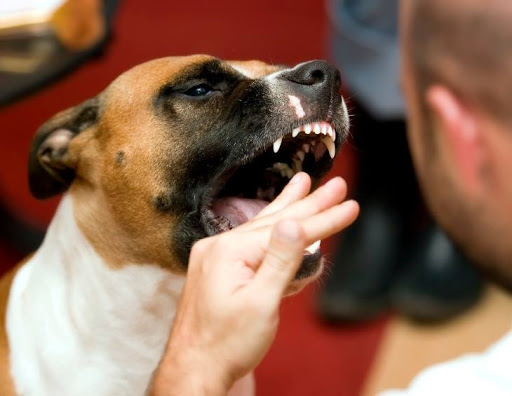 Aggredita da un cane, <br> sul posto anche l’eliambulanza Aggredita da un cane, <br> sul posto anche l’eliambulanza