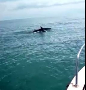 Delfini, che spettacolo <br> al largo di Porto Recanati <span> (Video) </span>