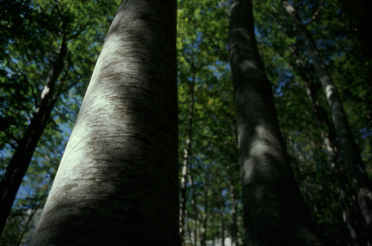 Sibillini, ecco il “forest bathing”: <br> «Modello che mette <br> la salute al centro» Sibillini, ecco il “forest bathing”: <br> «Modello che mette <br> la salute al centro»