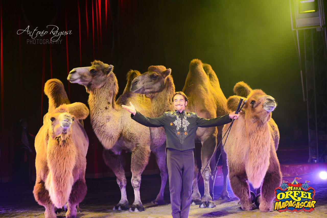 A San Benedetto c’è <br> il Maya Orfei Circo Madagascar: <br> emozioni e spettacoli <br> dal 17 al 27 luglio