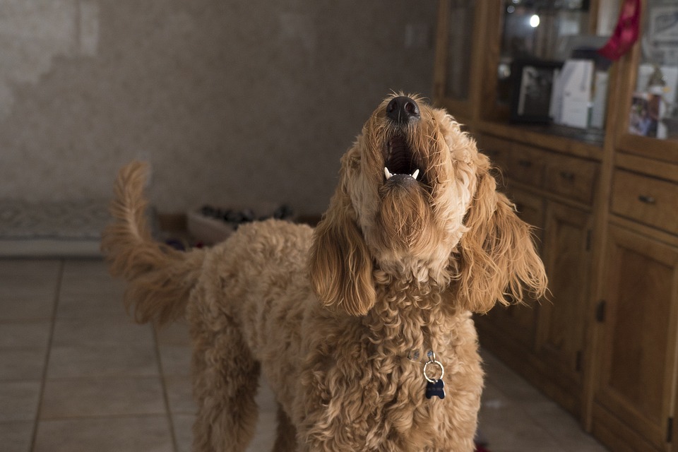 Bonus per chi ama gli animali: <br> approvata la mozione in Regione