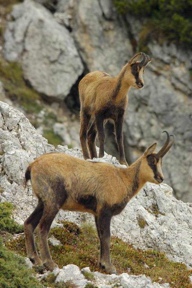 Lo spettacolo dei camosci sui Sibillini: <br> il video di due escursionisti
