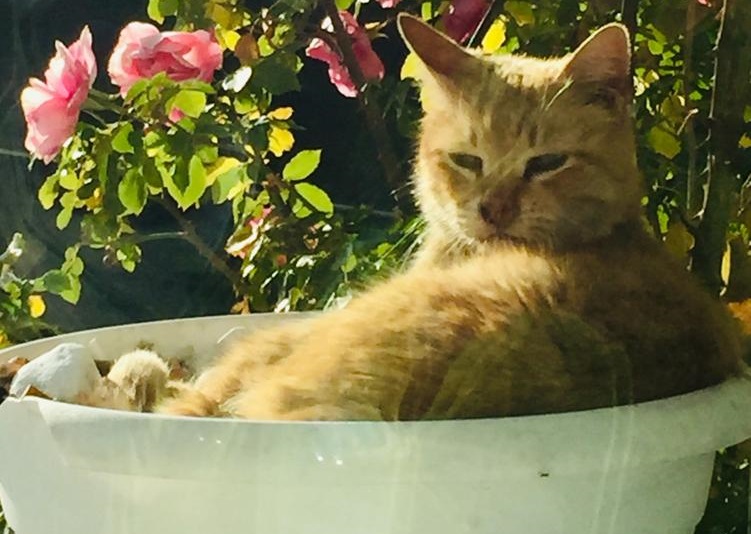 Il bon ton per cani e gatti: ecco le regole per i nostri felini