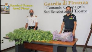 Giardino di casa alla marijuana, <br> denunciata una 34enne di Spinetoli <br> <span> (Foto e video)