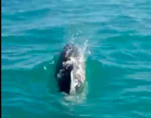 Delfini in mare aperto: incontro speciale in barca (Video) Delfini in mare aperto: incontro speciale in barca (Video)