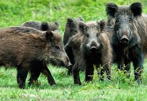 Caccia al cinghiale, <br> si riparte nel weekend Caccia al cinghiale, <br> si riparte nel weekend