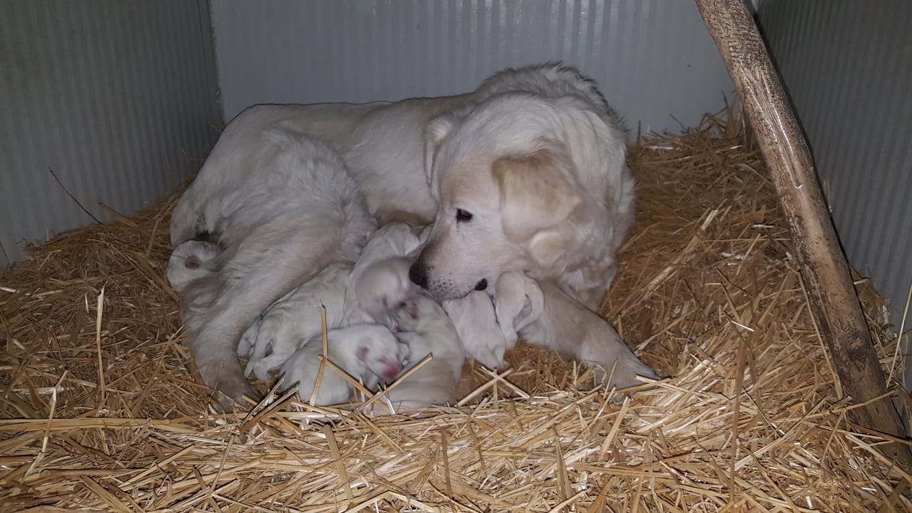 I 13 cuccioli di Bianca e Neve cercano una famiglia