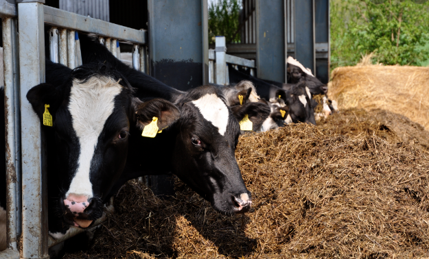 Agrinsieme: «Un deciso no <br> ai contratti al ribasso <br> sul conferimento del latte»