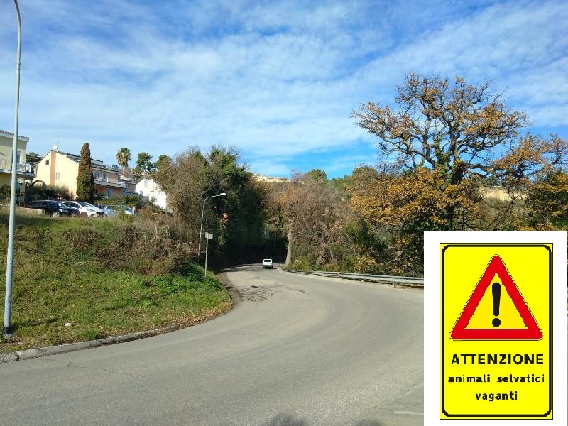 Pericolo cinghiali, <br> arriva la segnaletica Pericolo cinghiali, <br> arriva la segnaletica