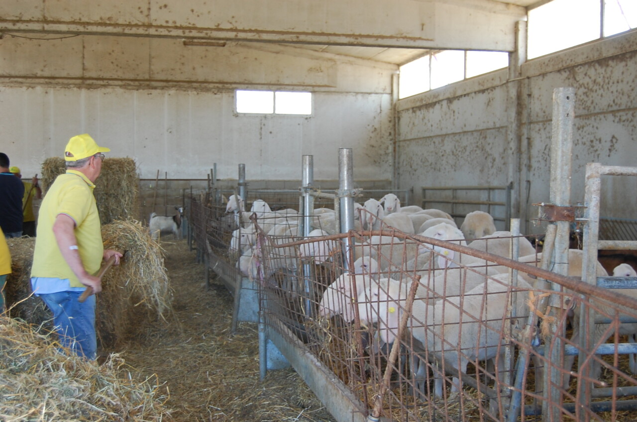 Sant’Antonio, Coldiretti <br> «Allevatori in crisi <br> per Covid e sisma»