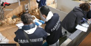 Maltrattati e rinchiusi nell’allevamento <br> I carabinieri sequestrano 859 cani