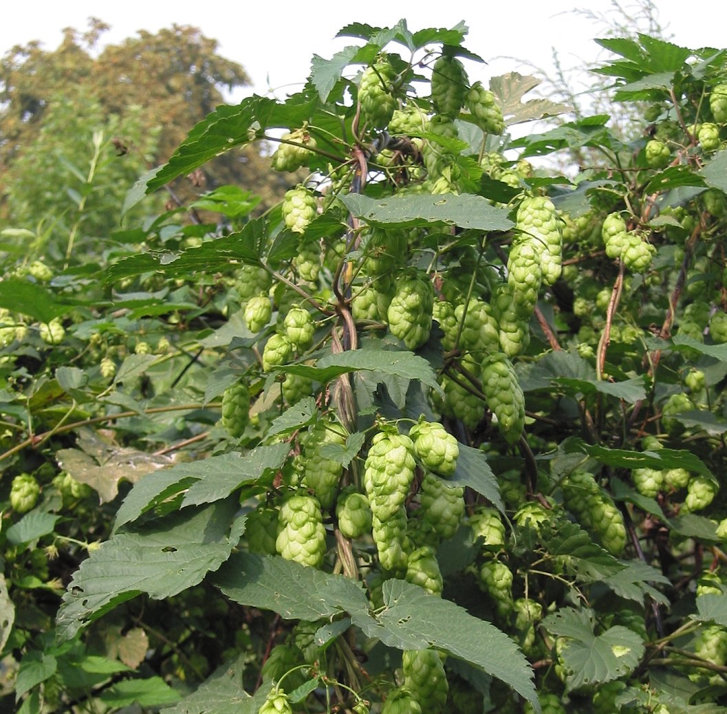 Copagri: «Sostenere la filiera del luppolo <br> per una birra totalmente italiana»