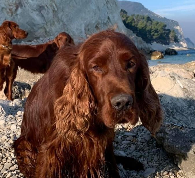 Setter avvelenati, aperto fascicolo per “uccisione di animali”: il cerchio si sta stringendo