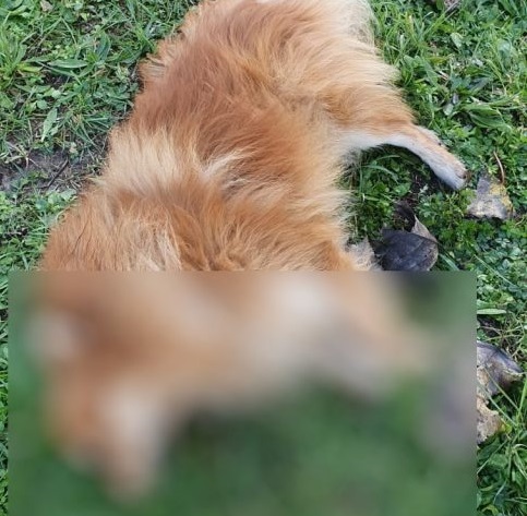 La mano dell’uomo dietro <br> la morte di un cagnolino <br> e la decimazione di gatti