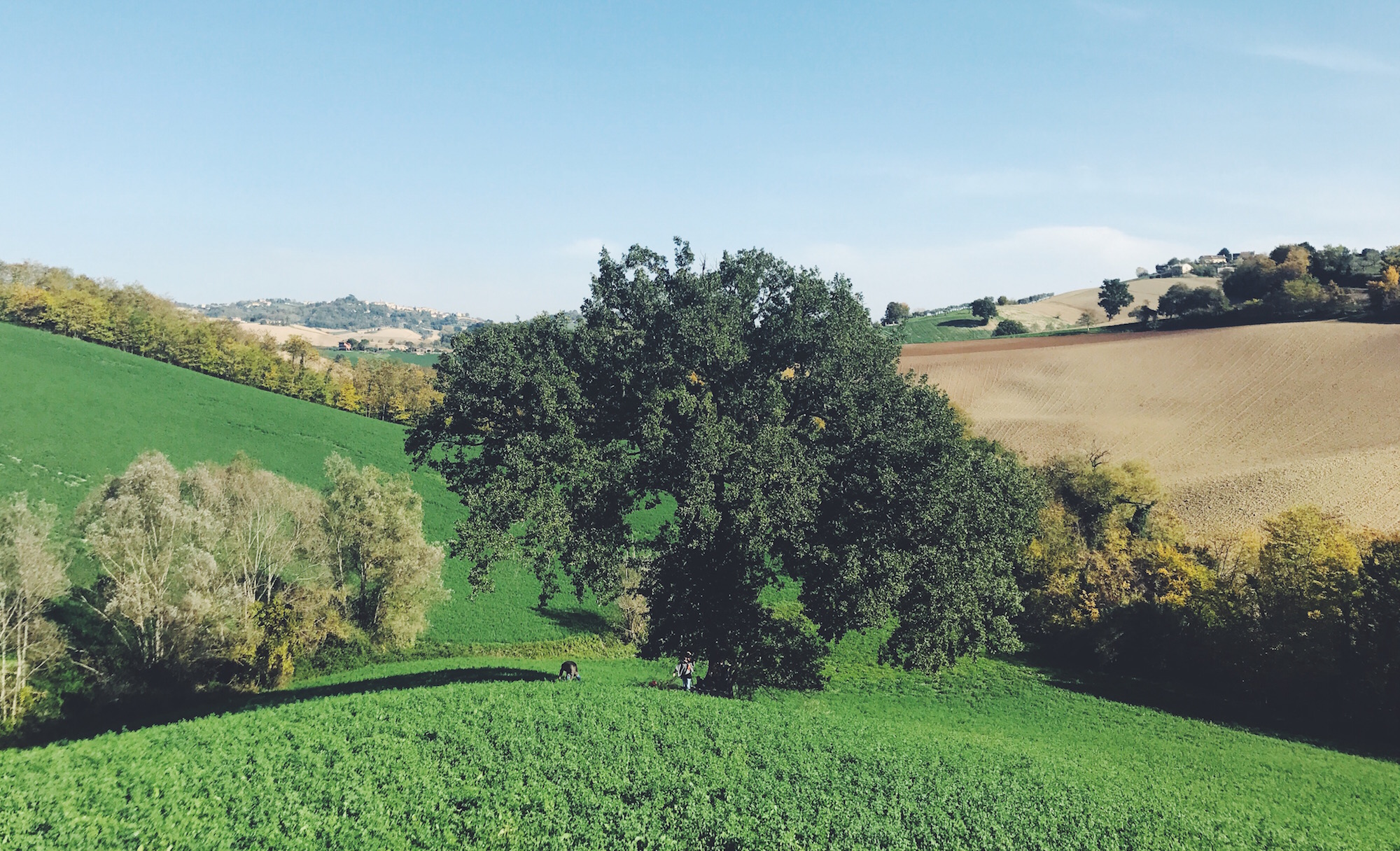 Agrinsieme: «Oltre alla tutela <br> delle produzioni locali, <br> la legge tenga conto <br> del paniere dei prodotti»