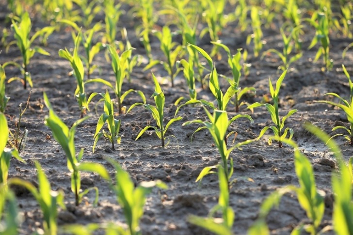 Agrinsieme: imprenditoria agricola femminile <br> traino per la transizione sostenibile