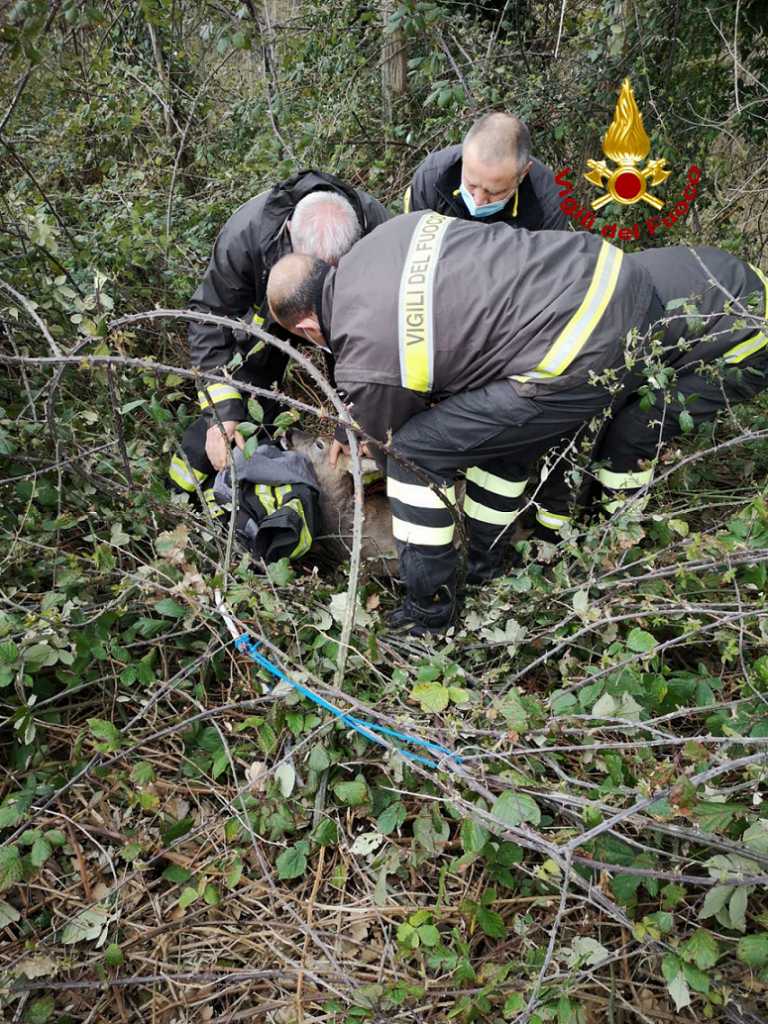 C’è un capriolo incastrato <br> nella recinzione <br> Arrivano i Vigili del Fuoco <br> e lo liberano <span> (Il video) </span>