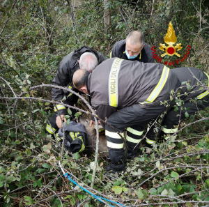C’è un capriolo incastrato <br> nella recinzione <br> Arrivano i Vigili del Fuoco <br> e lo liberano <span> (Il video) </span>