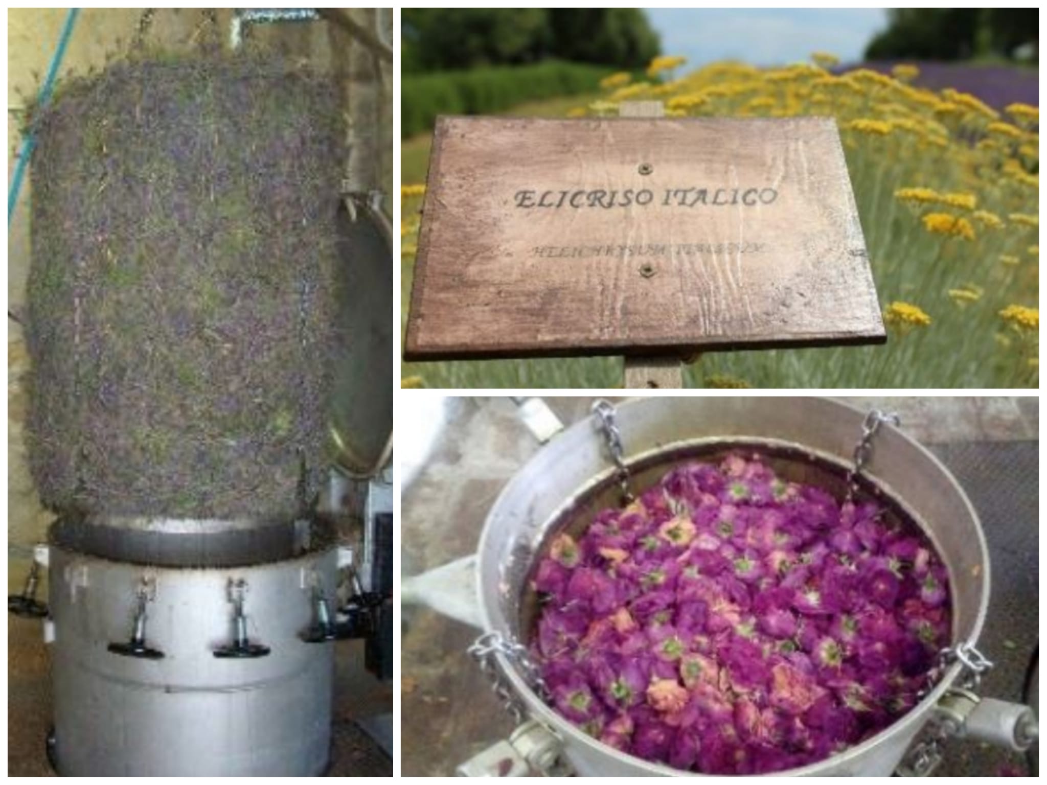 Tutto sulle piante officinali: <br> il corso di Copagri Marche <br> con webinar gratuiti