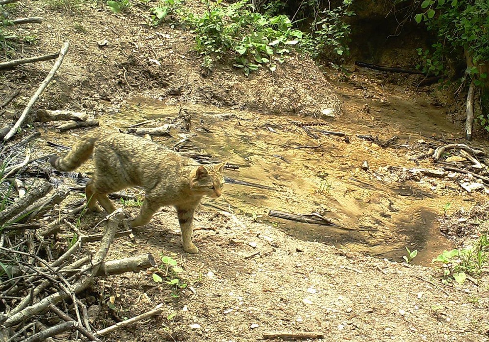 “Catturato” il gatto selvatico: <br> non è più il “fantasma dei Sibillini”