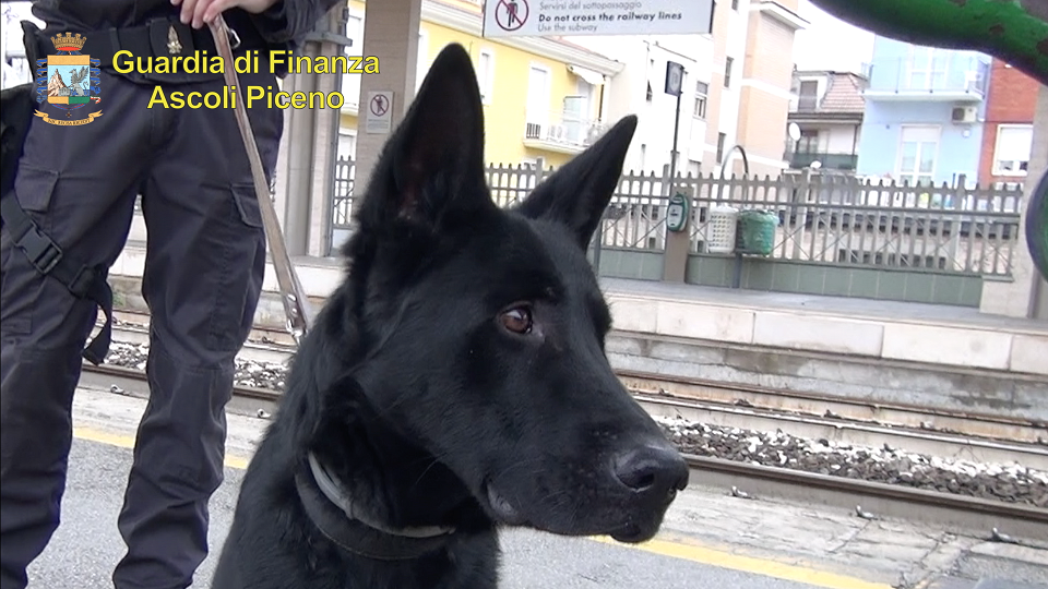 Ingoiano ovuli di eroina pura, <br> ma il fiuto di “Denzel” non fallisce: <br> arrestati due corrieri della droga <span> (Il video)
