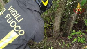 Lupo finisce nella trappola, <br> lo salvano i Vigili del fuoco <br> <span> (Foto e video)