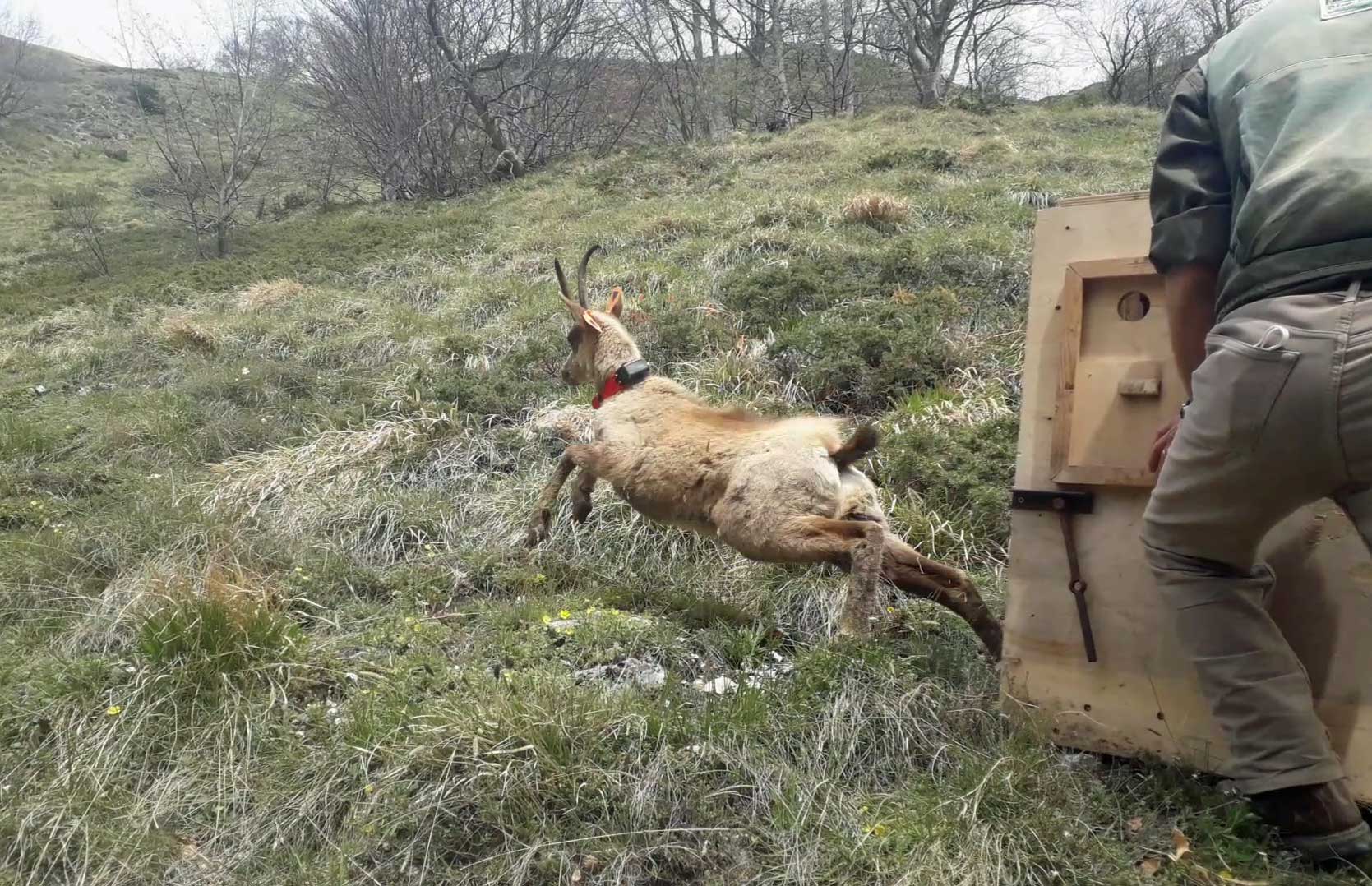 I camosci Cecco e Manardo <br> tornano liberi sui Monti Sibillini I camosci Cecco e Manardo <br> tornano liberi sui Monti Sibillini