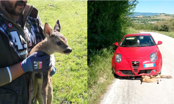 Due caprioli: uno travolto e ucciso, l’altro salvato mentre vagava per il centro