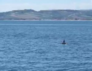 In barca a vela col delfino (Il video)