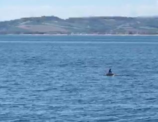 In barca a vela col delfino (Il video)