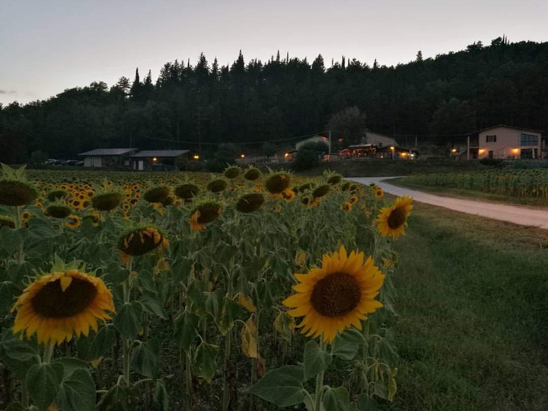 «Troppi piccioni, <br> semina del girasole a rischio: <br> la Regione intervenga»