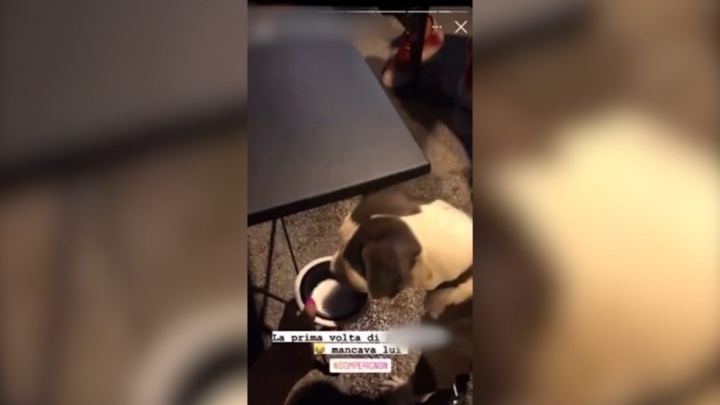 «Fanno bere lo champagne al cane <br> e postano le immagini su Instagram» <span> (Il video) </span>
