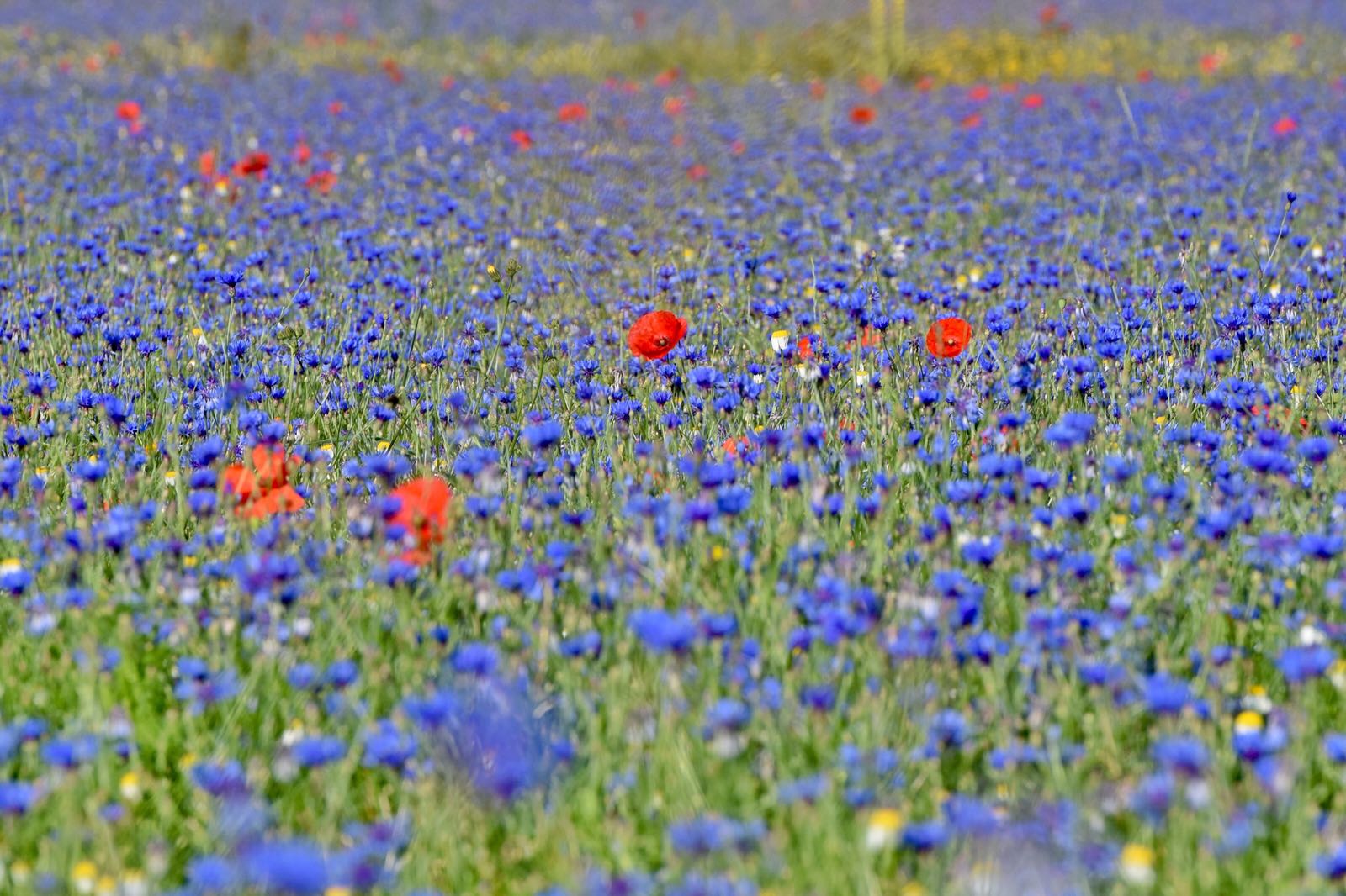 Fioritura di Castelluccio, <br> da Montemonaco <br> parte il bus navetta Fioritura di Castelluccio, <br> da Montemonaco <br> parte il bus navetta